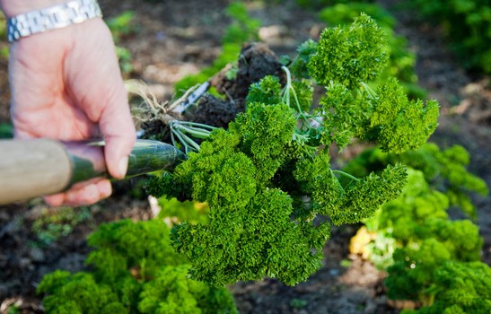 Persil Plantation Entretien Et Récolte Le Journal Du Jardin